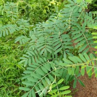 Tephrosia noctiflora Bojer ex Baker